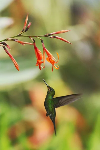 Πράσινο Στεμμένος Λαμπρή Heliodoxa Jacula Αιωρείται Δίπλα Στο Πορτοκαλί Λουλούδι — Φωτογραφία Αρχείου
