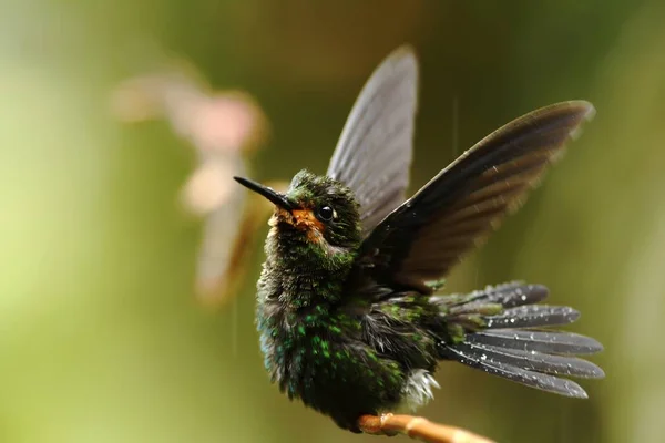 Verde Coroado Brilhante Heliodoxa Jacula Sentado Licença Pássaro Floresta Tropical — Fotografia de Stock