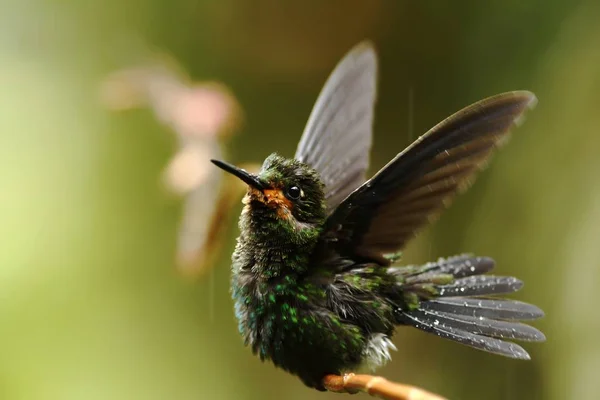 Grünkrone Brillant Heliodoxa Jacula Sitzend Auf Urlaub Vogel Aus Bergtropischen — Stockfoto