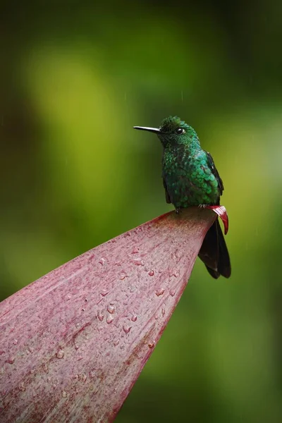 Grünkrone Brillant Heliodoxa Jacula Sitzend Auf Urlaub Vogel Aus Bergtropischen — Stockfoto