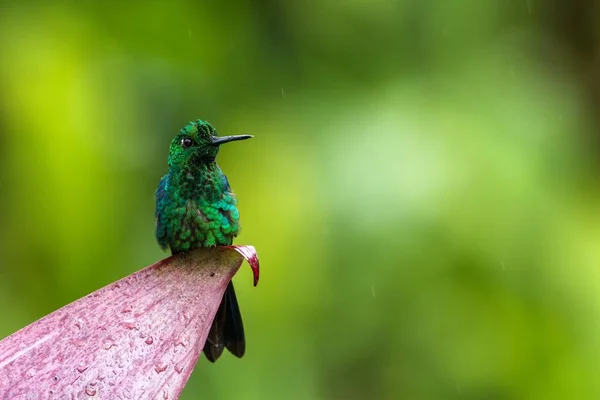 Green-crowned brilliant, Heliodoxa jacula sitting on leave, bird from mountain tropical forest, Panama, bird perching on leave, clear green background, resting hummingbird in natural environment, wild