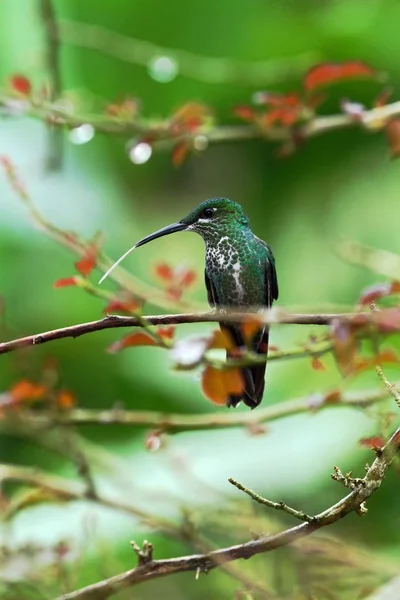 Green-crowned brilliant, Heliodoxa jacula sitting on leave, bird from mountain tropical forest, Panama, bird perching on leave, clear green background, resting hummingbird in natural environment, wild