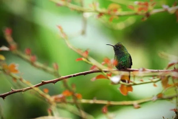 Kopparfärgad Headed Emerald Sitter Gren Fågel Från Mountain Tropisk Skog — Stockfoto