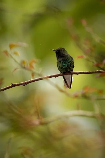 Cabeza Cobrizo Esmeralda Elvira Cupreiceps Sentado Rama Pájaro Bosque Tropical —  Fotos de Stock