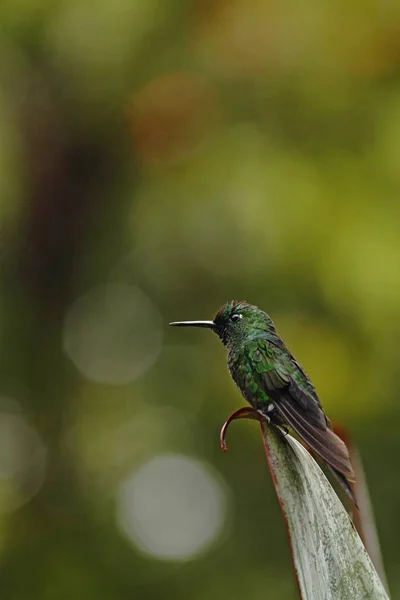 Verde Coroado Brilhante Heliodoxa Jacula Sentado Licença Pássaro Floresta Tropical — Fotografia de Stock