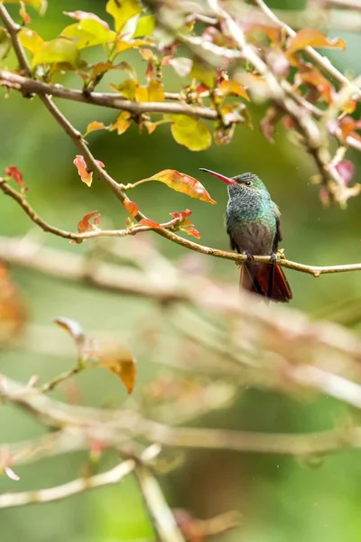 Beija Flor Cauda Rufa Amazilia Tzacatl Sentado Ramo Pássaro Floresta — Fotografia de Stock