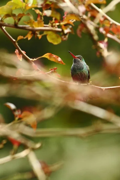 Rödstjärtad Hummingbird Amazilia Tzacatl Sitter Gren Fågel Från Tropisk Fjällskog — Stockfoto