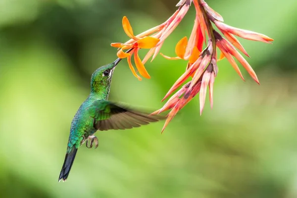 Brillant Couronne Verte Heliodoxa Jacula Planant Côté Fleur Oranger Oiseau — Photo