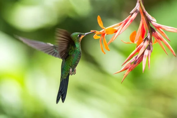 Green Crowned Brilliant Heliodoxa Jacula Hovering Next Orange Flower Bird — Stock Photo, Image