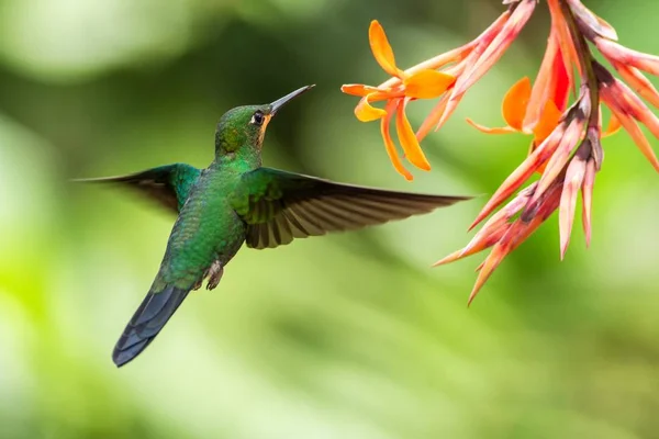 Brillant Couronne Verte Heliodoxa Jacula Planant Côté Fleur Oranger Oiseau — Photo