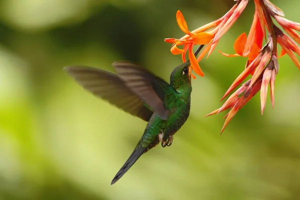 绿冠辉煌 Heliodoxa 雅库拉 徘徊在橙色的花旁边 鸟从山地热带森林 瀑布花园拉巴斯 哥斯达黎加 美丽的蜂鸟吸吮花蜜从开花 — 图库照片