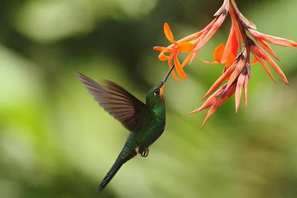 Verde Coroado Brilhante Heliodoxa Jacula Pairando Lado Flor Laranja Pássaro — Fotografia de Stock