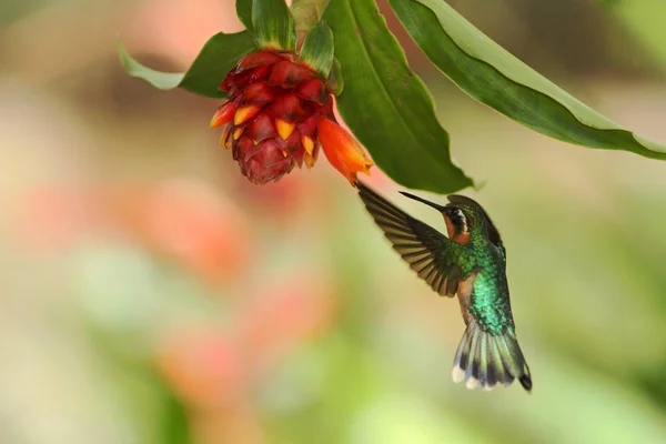 Fioletowy Throated Lampornis Lampornis Calolaemus Unoszące Się Obok Pomarańczowy Kwiat — Zdjęcie stockowe