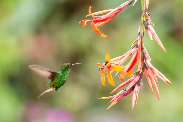 Esmeralda Cabeça Cobre Cupreiceps Elvira Pairando Lado Flor Laranja Pássaro — Fotografia de Stock