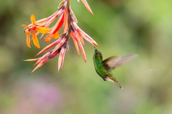 赤銅向かったエメラルド Elvira Cupreiceps オレンジ色の花 山の熱帯雨林 滝庭園ラパス コスタリカ 美しいハチドリが花から蜜を吸うから鳥横ホバリング — ストック写真