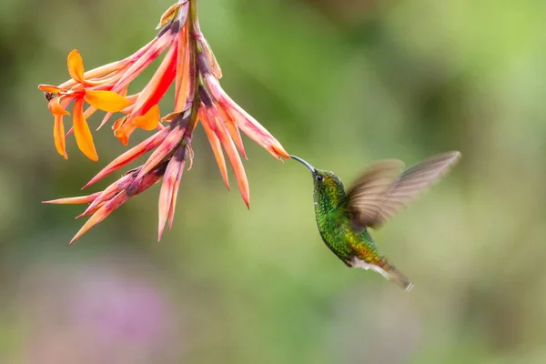 Koperachtig Hoofdige Emerald Elvira Cupreiceps Zweven Naast Oranje Bloem Vogel — Stockfoto