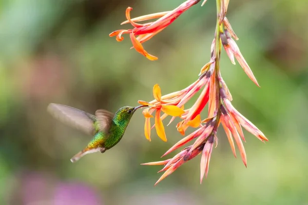 Coppery Headed Emerald Elvira Cupreiceps Hovering Next Orange Flower Bird — Stock Photo, Image