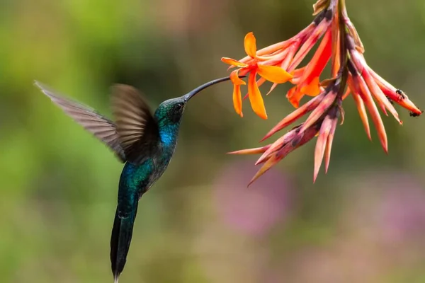 Ermitaño Verde Flotando Junto Flor Naranja Pájaro Del Bosque Tropical —  Fotos de Stock