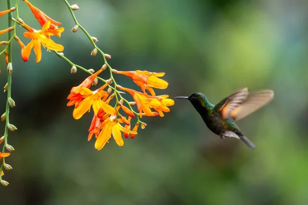 Černá Bellied Kolibřík Eupherusa Nigriventris Vznášející Vedle Oranžová Květina Pták — Stock fotografie