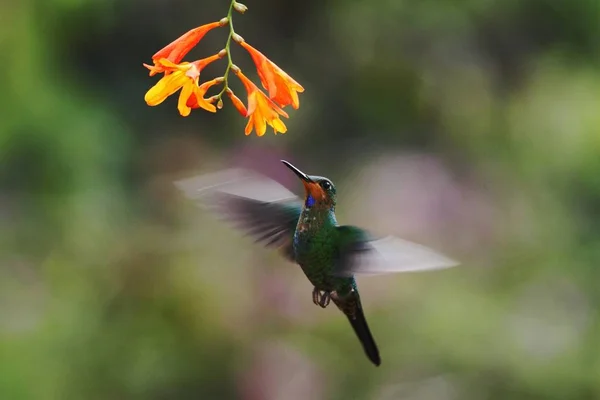 Brillant Couronne Verte Heliodoxa Jacula Planant Côté Fleur Oranger Oiseau — Photo