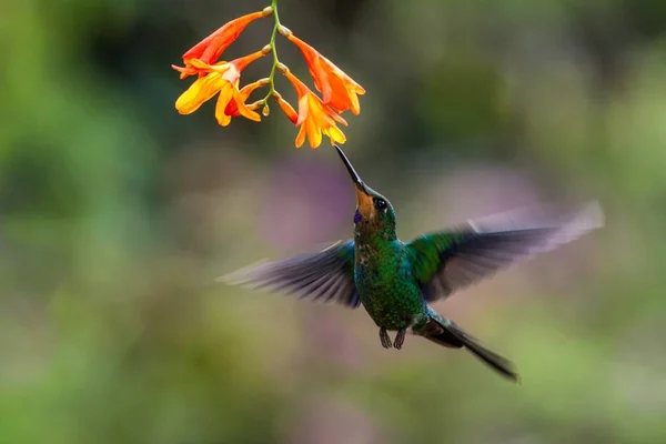 Green Gekroonde Brilliant Heliodoxa Jacula Zweven Naast Oranje Bloem Vogel — Stockfoto