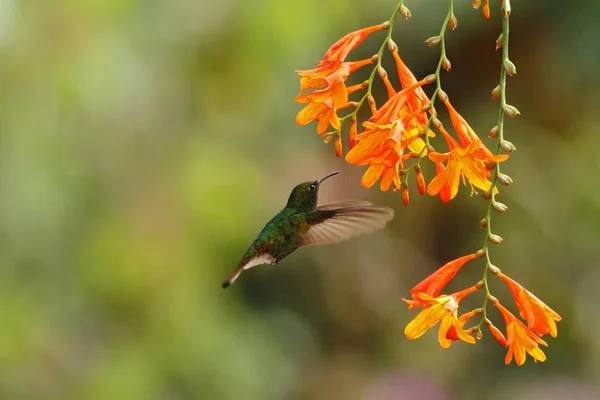 Esmeralda Cabeça Cobre Cupreiceps Elvira Pairando Lado Flor Laranja Pássaro — Fotografia de Stock