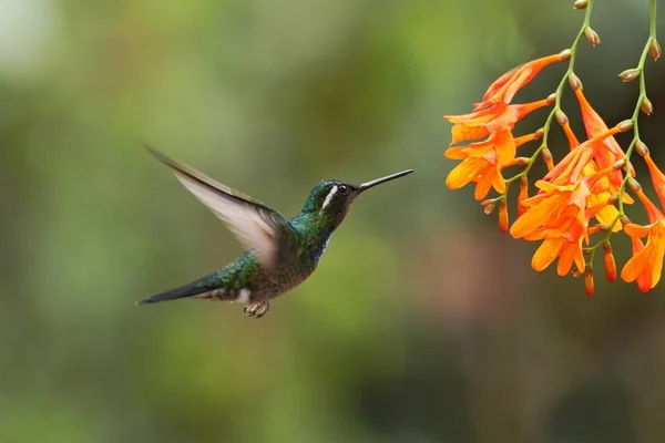 Mountaingem Garganta Branca Lampornis Castaneoventris Pairando Lado Flor Laranja Pássaro — Fotografia de Stock