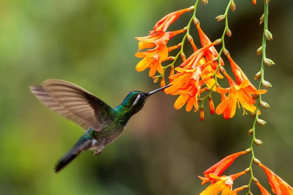 Purple-throated Mountaingem, Lampornis calolaemus, hovering next to orange flower, bird from mountain tropical forest, Waterfall Gardens La Paz, Costa Rica, beautiful hummingbird sucking nectar from blossom