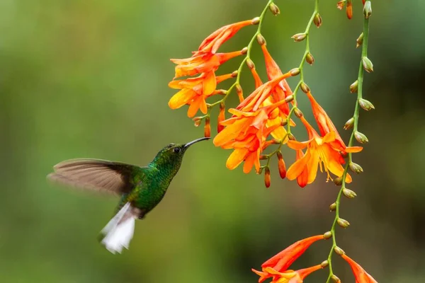 Smeraldo Testa Rame Elvira Cupreiceps Librarsi Accanto Fiore Arancio Uccello — Foto Stock