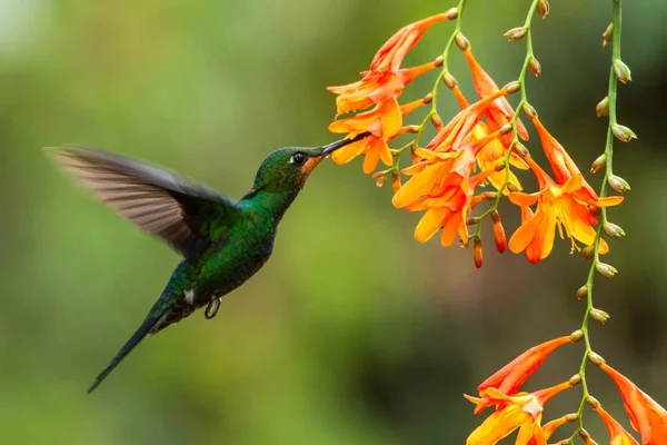 Verde Coroado Brilhante Heliodoxa Jacula Pairando Lado Flor Laranja Pássaro — Fotografia de Stock