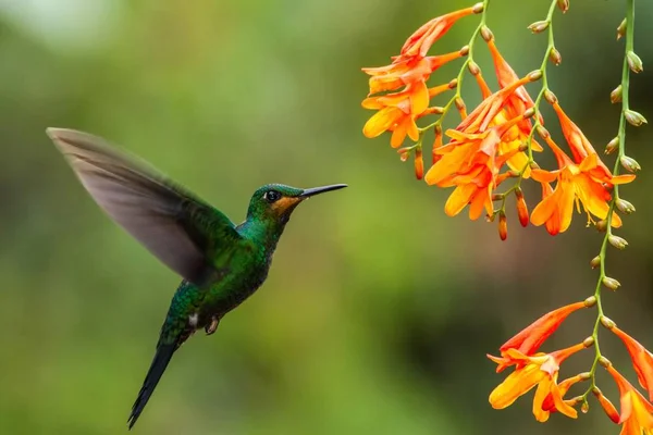 グリーン戴冠 華麗な Heliodoxa Jacula オレンジ色の花 山の熱帯雨林 滝庭園ラパス コスタリカ 美しいハチドリが花から蜜を吸うから鳥横ホバリング — ストック写真