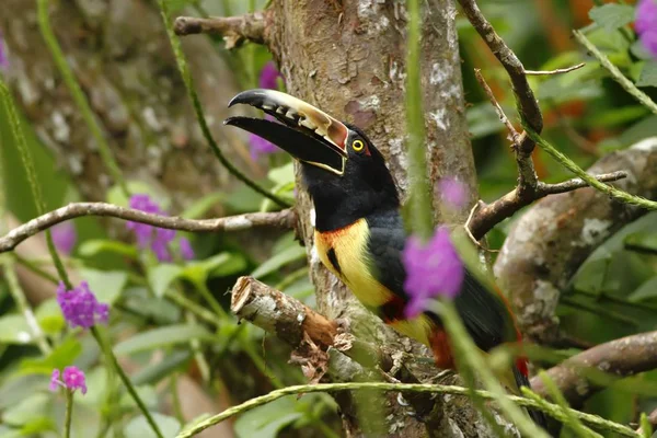 Yakalı Aracari - Pteroglossus torquatus Kosta Rika, renkli ve uzun gagası, mor çiçekler, doğa yerinden yaban hayatı ile büyük toucan tropikal dağ yağmur ormanlarında ağaçta oturuyor