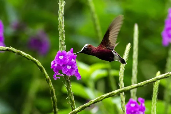 Boné Neve Voando Lado Flor Violeta Pássaro Floresta Tropical Montanha — Fotografia de Stock