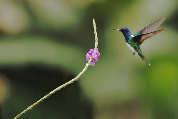 Wit Necked Jacobin Florisuga Mellivora Zweven Naast Violette Bloemen Tuin — Stockfoto