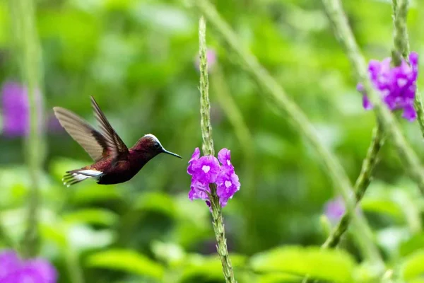 Boné Neve Voando Lado Flor Violeta Pássaro Floresta Tropical Montanha — Fotografia de Stock