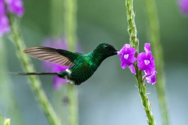 Green Thorntail Hovering Next Violet Flower Garden Bird Mountain Tropical — Stock Photo, Image