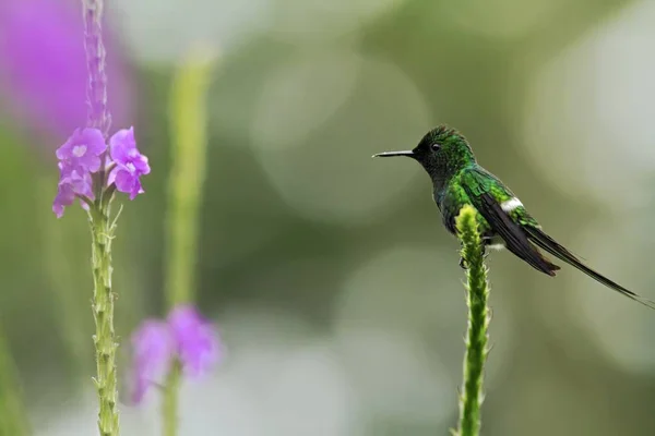 Thorntail Green Κάθεται Στο Λουλούδι Στον Κήπο Πουλί Από Τροπικό — Φωτογραφία Αρχείου