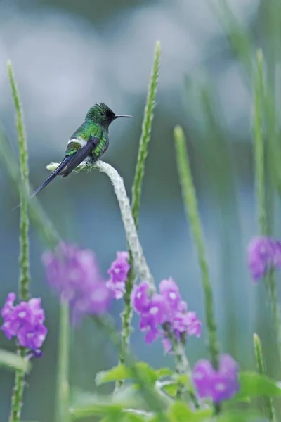 Thorntail Green Siedząc Kwiat Ogrodzie Ptak Góry Las Tropikalny Costa — Zdjęcie stockowe