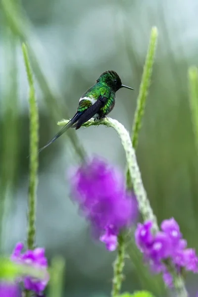 Green Thorntail Sitting Flower Garden Bird Mountain Tropical Forest Costa — Stock Photo, Image