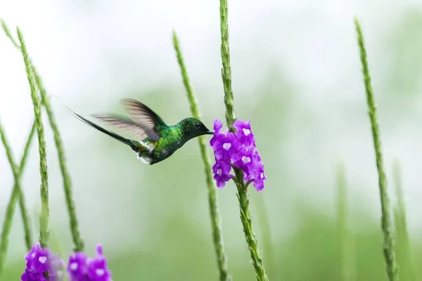 Πράσινο Thorntail Αιωρείται Επόμενο Μοβ Λουλούδι Στον Κήπο Πουλί Από — Φωτογραφία Αρχείου