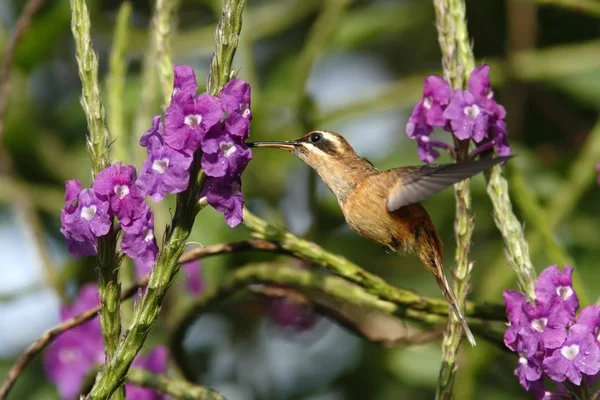 Hermit - şerit gerdanlı Phaethornis striigularis, menekşe çiçek Bahçe, dağ tropikal orman kuştan yanındaki gezinip, Kosta Rika, doğal yaşam, güzel sinek kuşu, yaban hayatı, Doğa, uçan taş, arka plan temizleyin