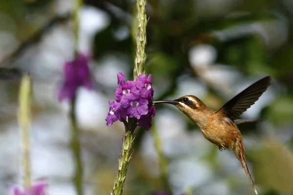 Eremita Garganta Listrada Phaethornis Striigularis Pairando Lado Flor Violeta Jardim — Fotografia de Stock