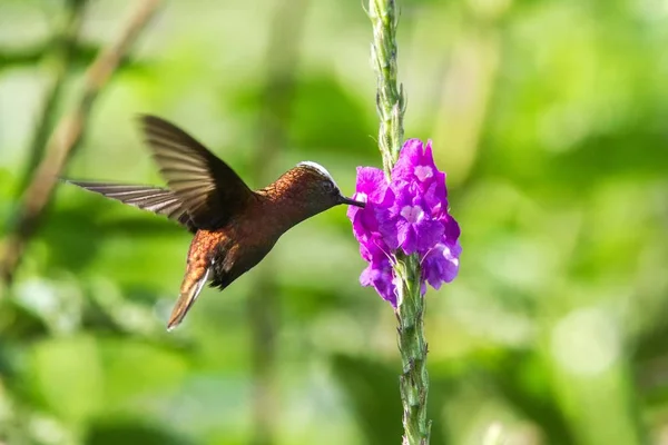 Cappuccio Neve Volare Accanto Fiore Viola Uccello Dalla Foresta Tropicale — Foto Stock