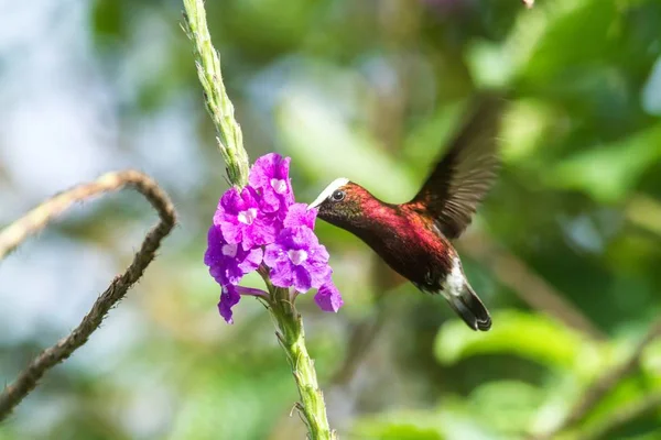 Boné Neve Voando Lado Flor Violeta Pássaro Floresta Tropical Montanha — Fotografia de Stock