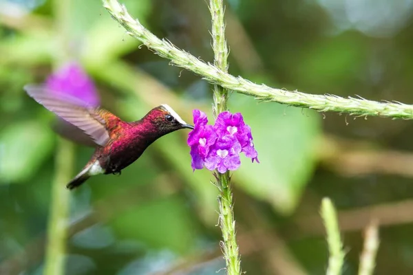 Snowcap, flying next to violet flower, bird from mountain tropical forest, Costa Rica, natural habitat, beautiful small endemic hummingbird, scene from nature, flying gem, unique bird with white head