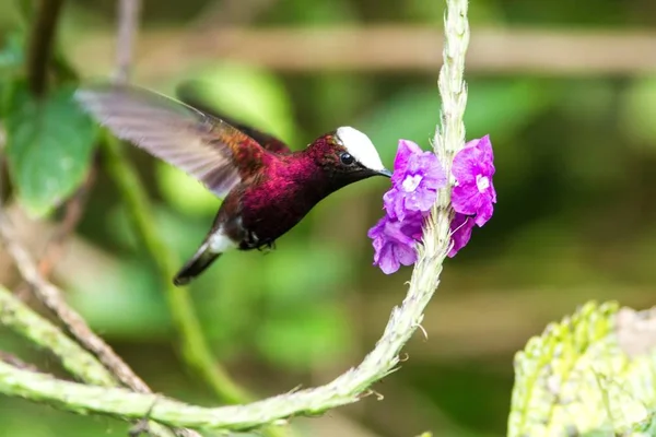Snowcap, flying next to violet flower, bird from mountain tropical forest, Costa Rica, natural habitat, beautiful small endemic hummingbird, scene from nature, flying gem, unique bird with white head