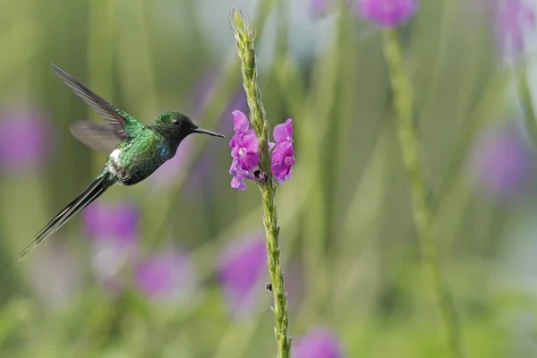 Zielony Thorntail Unosząc Dalej Fioletowych Kwiatów Ogród Ptak Góry Las — Zdjęcie stockowe