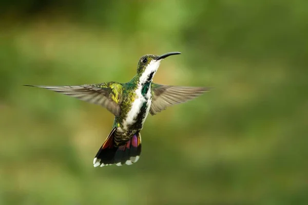 Black Breasted Mango Zweven Lucht Tuin Berg Tropisch Woud Colombia — Stockfoto