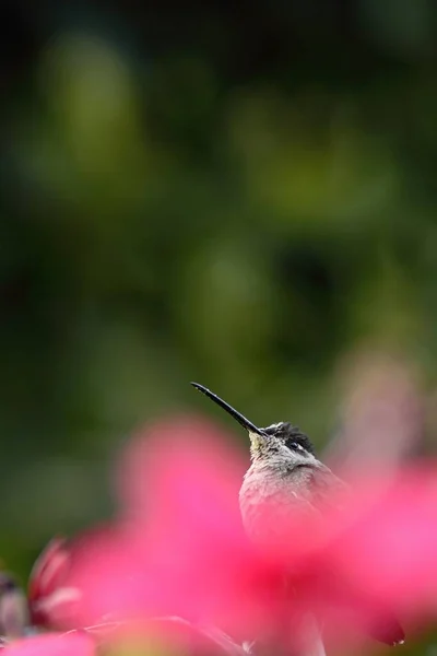 Velkolepý Hummingbird Eugenes Fulgens Sedící Větvi Pták Horského Tropického Lesa — Stock fotografie