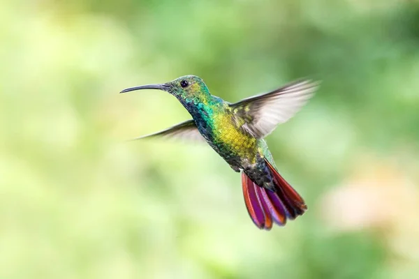 黑胸芒果 盘旋在空中 山地热带森林 哥伦比亚 鸟在绿色清晰的背景 美丽的蜂鸟 橙色的绿色鸟 黑色和白色的尾巴 自然场景 — 图库照片